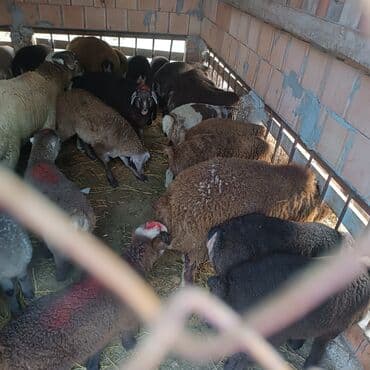 Salam hervaxdız xeyir saxlamlıq quzularm cxdı satqa isdiyen elaqe — 9