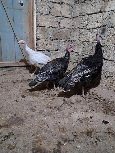 hinduşka: Salam Tam sağlam bütün vaksinleri vitaminleri verilib. 5 ayliqdir 3 — 2