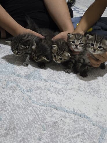 кошки в добрые руки баку: Кошки — 5