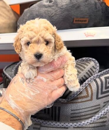 it bala: E⚖️Mini Tip pudel- Pomeran - malitpu balalar satışda ✅Tam Paket — 2