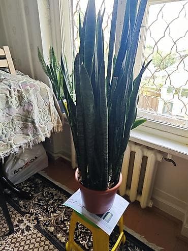 ciledagi bitki: Sansevieria – böyük ölçülü dəhliz, ofis küncləri, pəncərə yanı — 3