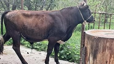 simmental inekler: Bordaqlıq erkək danalar var tərəzinin satılır gözəyarıda — 3
