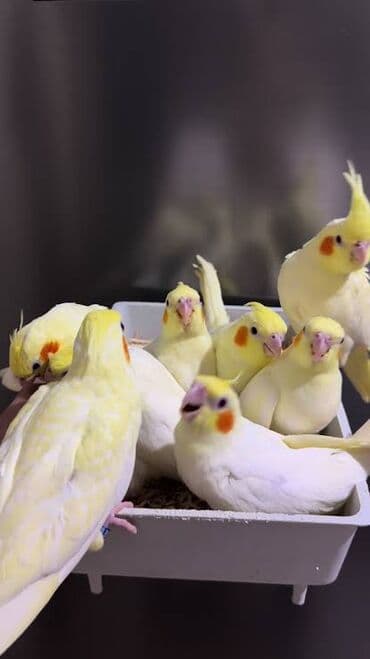 danişan papuqay: Korella Tutuquşuları öz yetişdirdiyim sağlam balalar🦜 — 5