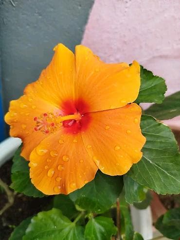 lancar bitkisi: Məhsul: Hibiskus (Çin qızılgülü) – narıncı/sarı rəngli, qırmızı — 1