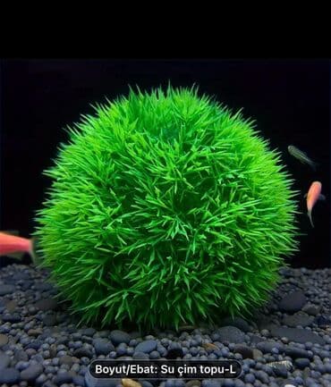 принадлежности для собак: Salam. Akvarium ləvazimatları satılır. Təzə vəziyyətdədir. Heç — 12