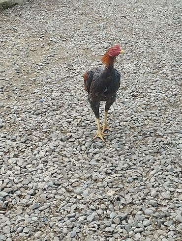 Digər heyvanlar: Məhsul: Qara-qırmızı rəng çalarlarında kənd xoruzları Təsvir: - Uzun — 9