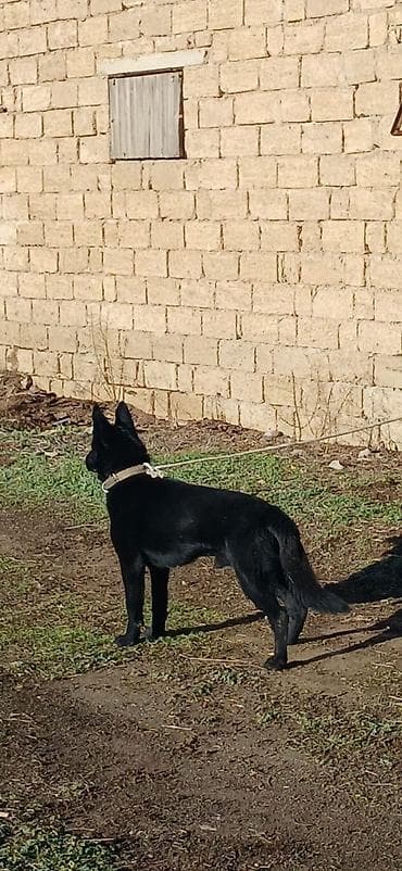 alman ovçarka: Alman çoban iti, 11 ay, Erkek, Peyvəndli — 6