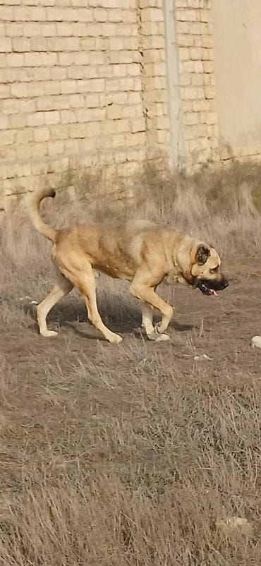 alabay itleri haqqinda melumat: Kanqal, 3 il, Erkek, Peyvəndli, Ödənişli çatdırılma — 4