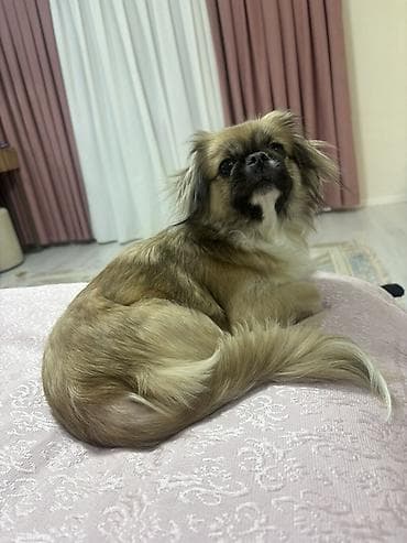 pedigree it yemi: Pekines — 2