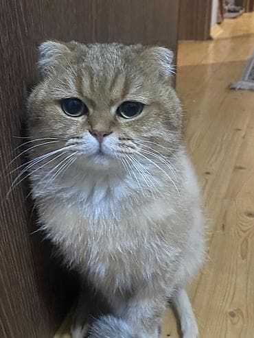 Balıqlar: Qızıl şinşilla, Erkək, Cütləşmə üçün — 2