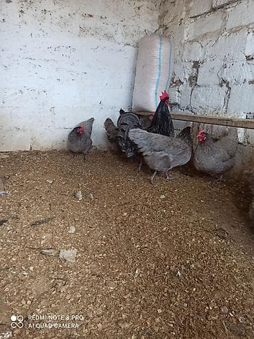 balonka it satilir: Toyuq, Australorp, Damazlıq, Ünvandan götürmə, Ödənişli çatdırılma — 4