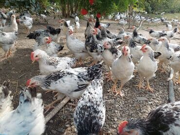 heyvanlara verilen xususi adlar: Toyuq, Damazlıq — 2