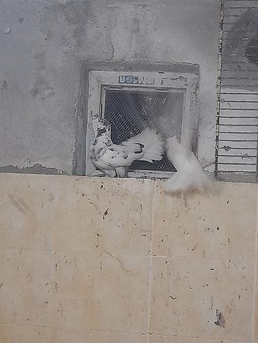 кольчатый попугай цена: Hazır cüt pavlinlər. ağ dişi. o biri erkəydi. heç bir xəstəliyi yoxdu — 2
