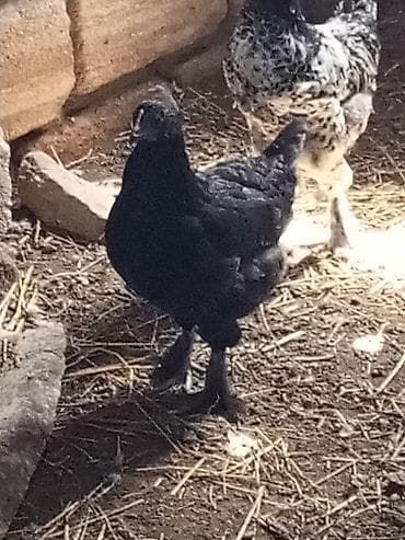 cucə və xoruz təmsil: Toyuq, Ətlik — 2