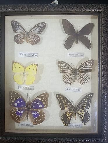 Çərçivədə kolleksiya üçün preparat kəpənəklər – 6 növ - Şüşəli