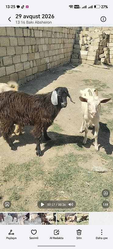 Erkək, il: 1, Damazlıq lalafo.az -da Erkək, il: 1, Damazlıq