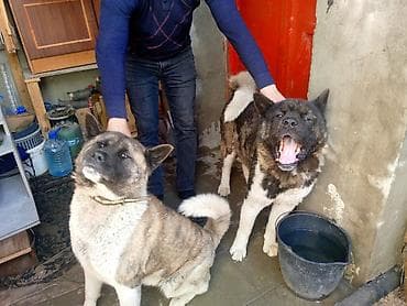 zvonok itləri: Akita-inu — 3