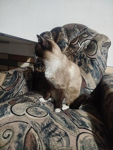 pisik latok: Siam — 5