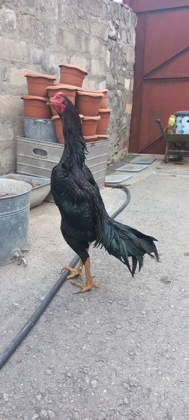 ağdam xoruzu gence: Təcili satilir.Heyrati xoruz, zil qara. 1yaş 3ayliq — 1