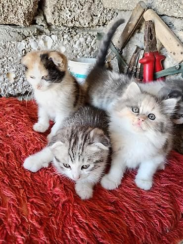 2si dişidi, 2si erkeydi, qum terbiyesi var. Hər şey yeyirlər
