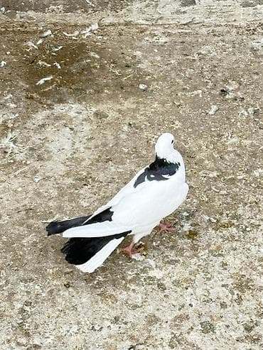 bulbul quşu: Göyercinler boynu gulu eni quyruq tam saqlam — 1