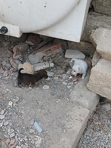 1 ay, Erkək