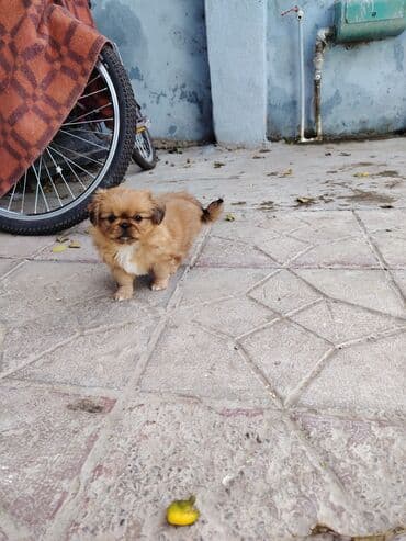 передержка собак баку: Pekines, 2 ay, Ödənişli çatdırılma — 4