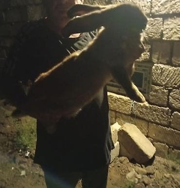 inəyin balası: Salam təmiz qan ətlik Flandr (Flemish Giant) Balaları satılır 20 — 6