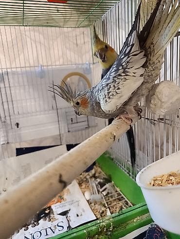 qefəs: Nimfa (cockatiel) cütlüyü və qəfəs dəsti - Növ: Nimfa tutuquşusu — 3