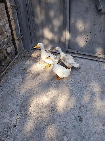 Ağ Pekin ördəkləri – 3 ədəd - Cins: Ağ Pekin (sürətli böyümə, sakit — 4