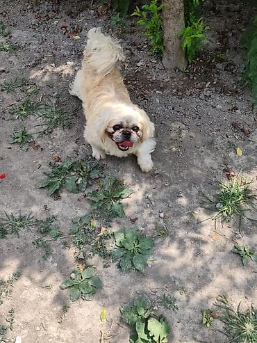 alman kurdu iti: Pekines, Ünvandan götürmə — 2