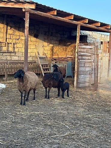 Quşlar: Qiymət razılaşma ilə
1ci 2ci qarın anadılar — 9