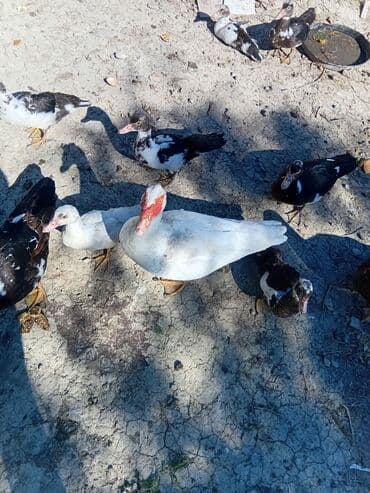 Toyuq, Orpington, Damazlıq, Ödənişli çatdırılma