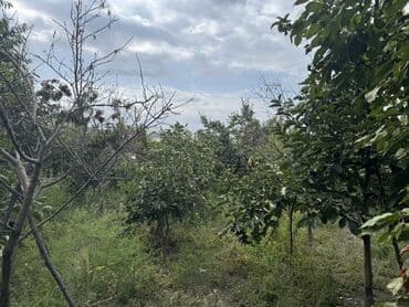 divar kağızları: Məhsul: Meyvə bağı Təsvir: - Şəkillərdə müxtəlif meyvə ağacları olan — 4