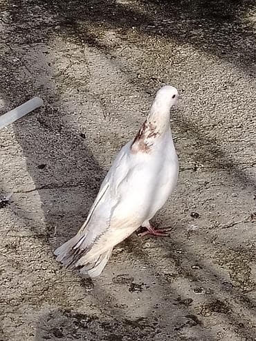 simental erkek dana: Salam bele bir boynugullu erkey satilir qus masdagadadi baadan qizma — 3