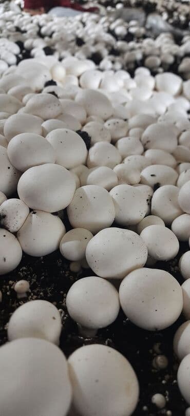 şam ağac: Salam hərvaxtınız xeyir, "CHAMPION GROUP" olaraq sizlərin qarşısına — 8