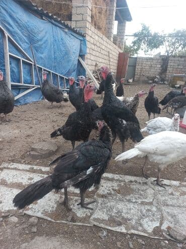 iribuynuzlu heyvanlarin qiymeti: Erkək, Amerika, Ətlik, Ödənişli çatdırılma — 1