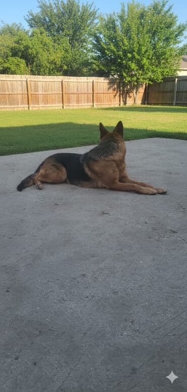 Животные: Немецкая овчарка — 4