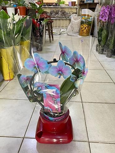 bakida gobelek toxumu: ƏLAQƏ TEL : 050-557-56-51 8 marta özəl yeni hədiyyəlik — 1