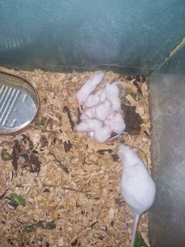 Hamster balaları – müxtəlif rənglərdə - Rənglər: ağ, krem