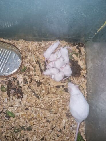 енот в баку купить: Hamster balaları – müxtəlif rənglərdə - Rənglər: ağ, krem — 1