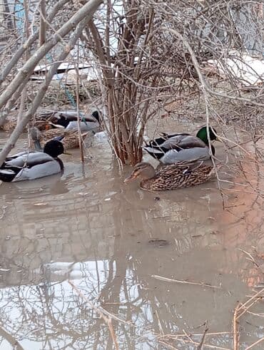geref quşu: Esil Qafqaz qirqovulu unvan Gence basqa nov wirqovularda var keklik — 9