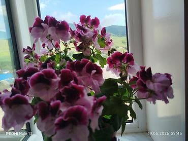 yeni ile aid hediyyeler: Pelargonium (qərənfilvari sardunya) saksı gülləri - Növ: Pelargonium — 1