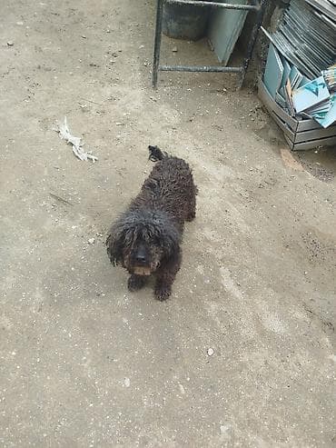 dok it: Peyvəndli — 6