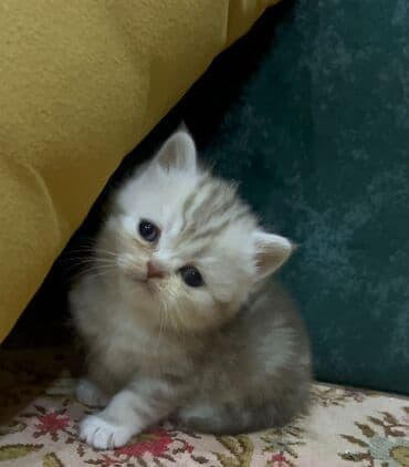 Аквариумы: Шотландская, Самка, В добрые руки, Самовывоз, Бесплатная доставка, Платная доставка — 10