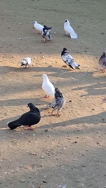 jako tutuquşunun digər adı: Göyərçinlər — 4