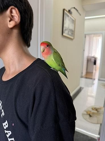 papuqay type 1: Ağbaş-çəhrayı üzlü sevda papağanı (lovebird) – əl öyrəşmiş, insanla — 5