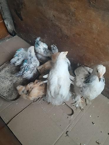 çüçə: Brama cücələri 9 dənədi 7si 15 günlük ikisi bir aylıqdı vaksinləri — 2