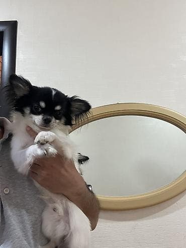Heyvanlar: Çixuahua, 9 ay, Erkek, Peyvəndli, Ödənişli çatdırılma — 9