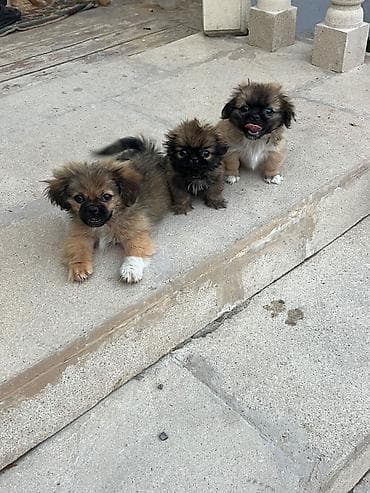 İtlər: Pekines, 3 ay, Ünvandan götürmə — 7